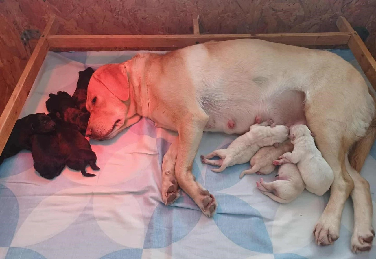 kis vakvezetők születtek: Baráthegyi Vakvezető Kutya Iskola Facebook