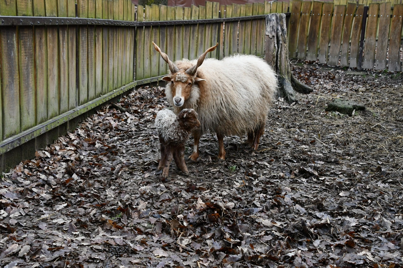 Forrás: Miskolci Állatkert