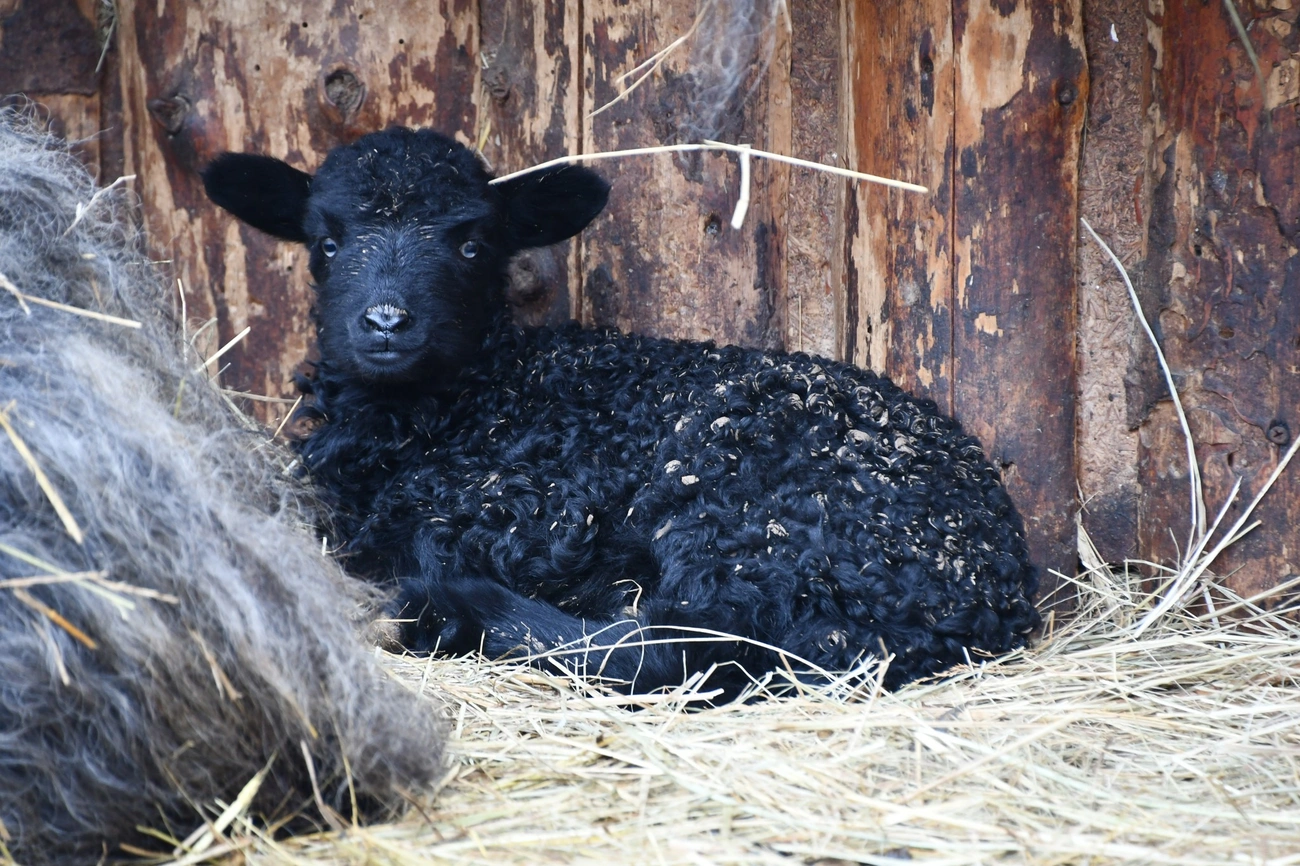 Forrás: Miskolci Állatkert