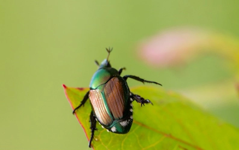 japán cserebogár: Fotó: Nébih Facebook