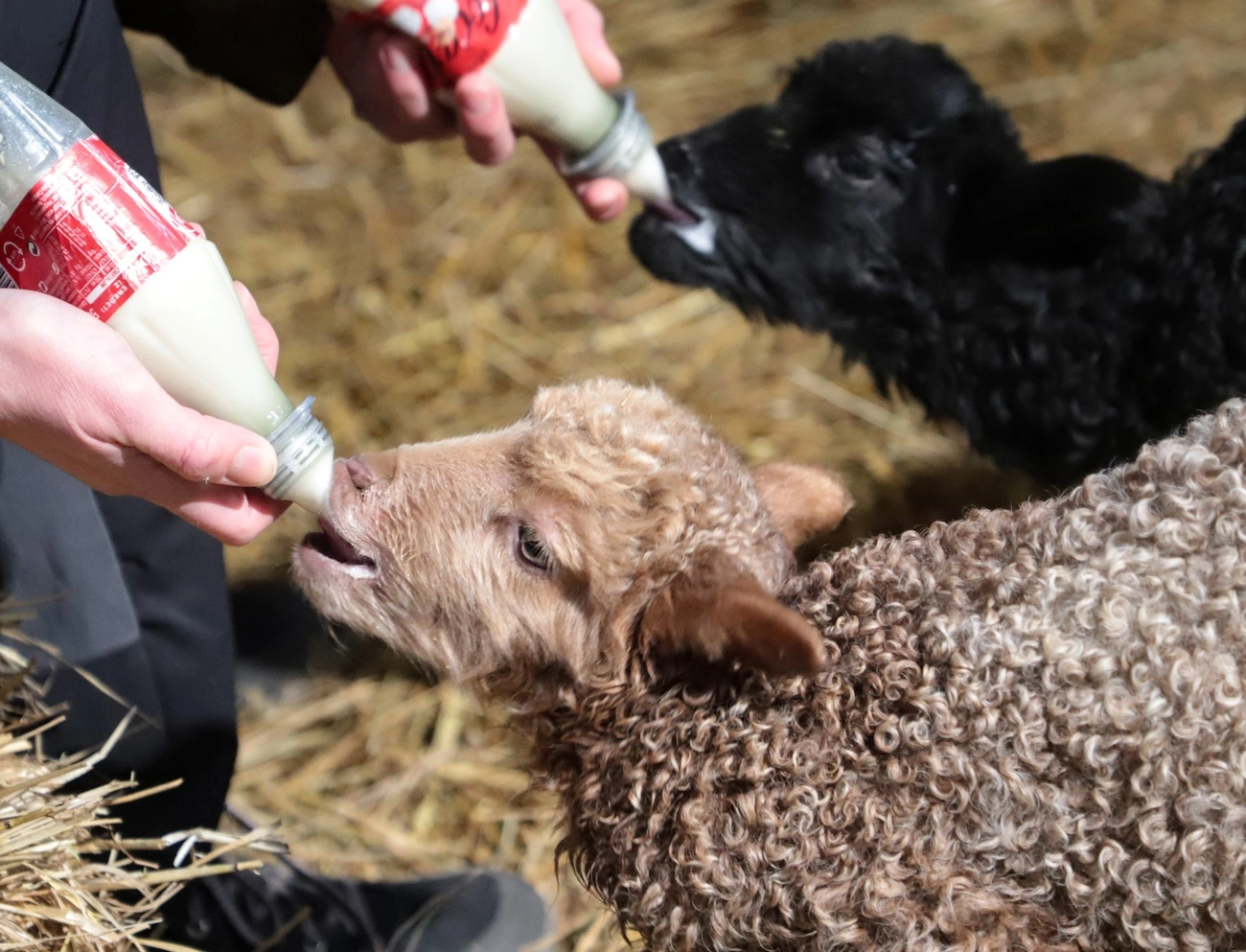 hortobágyi rajkajuh. Fotó: Mocsári László