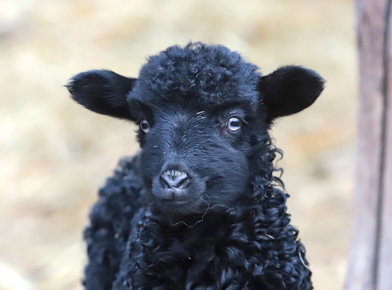 hortobágyi rajkajuh. Fotó: Mocsári László