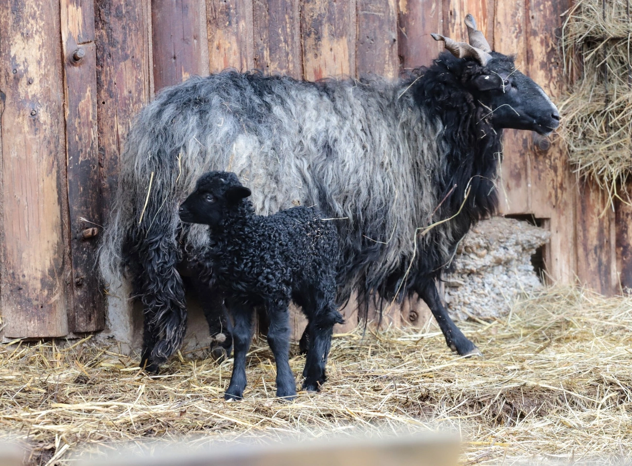 hortobágyi rajkajuh. Fotó: Mocsári László