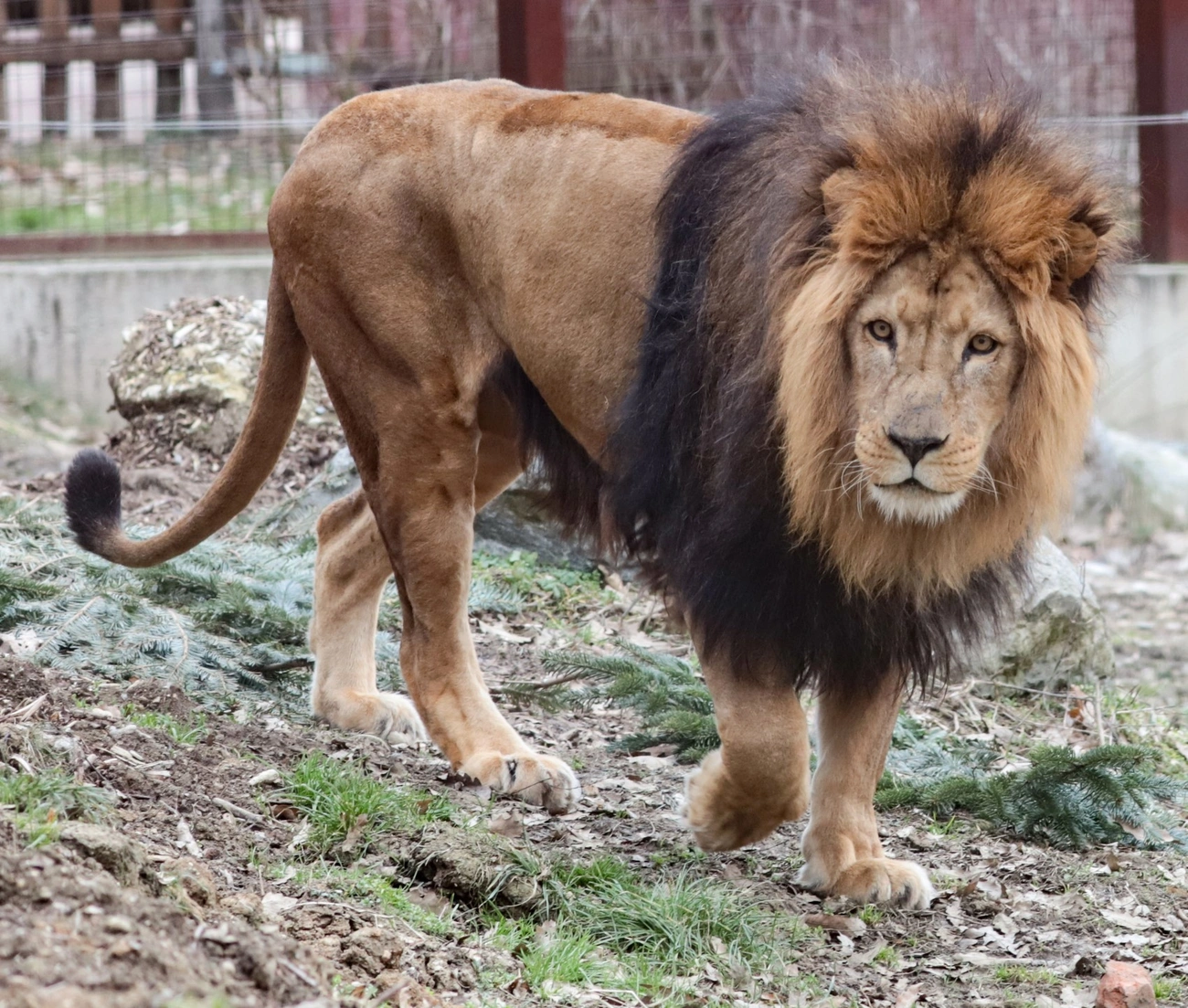 Februárban a hónap állata az oroszlán. Fotó: Mocsári László