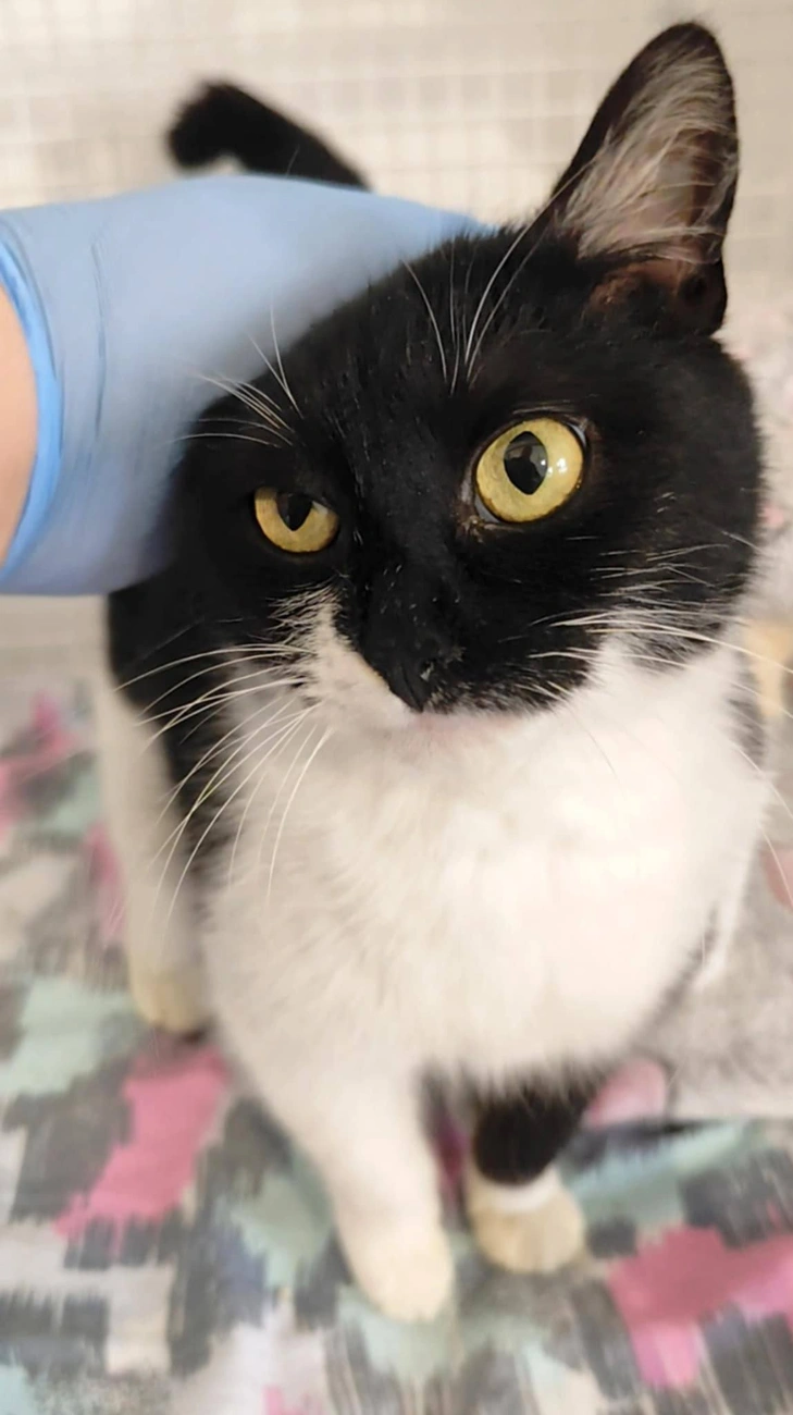 miskolci gyepmesteri telep