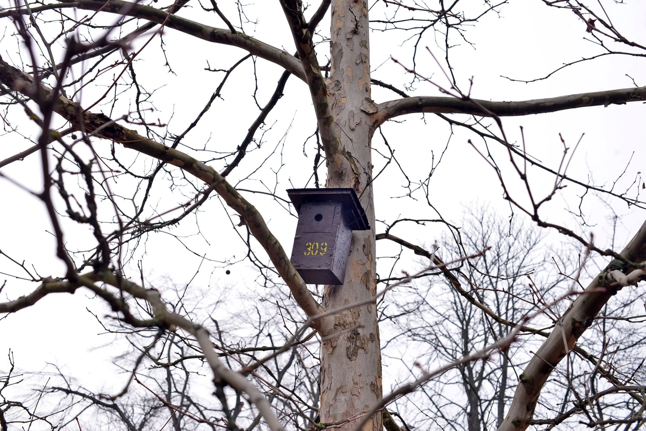 madárodú a Népkertben. Fotó: Osztie Tibor