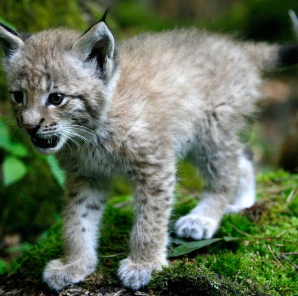 hiúzkölyök. Fotó: WWF Magyarország