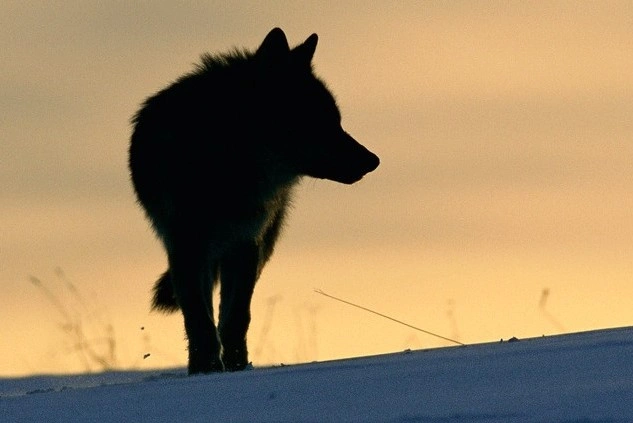 szürke farkas. Fotó: WWF Magyarország