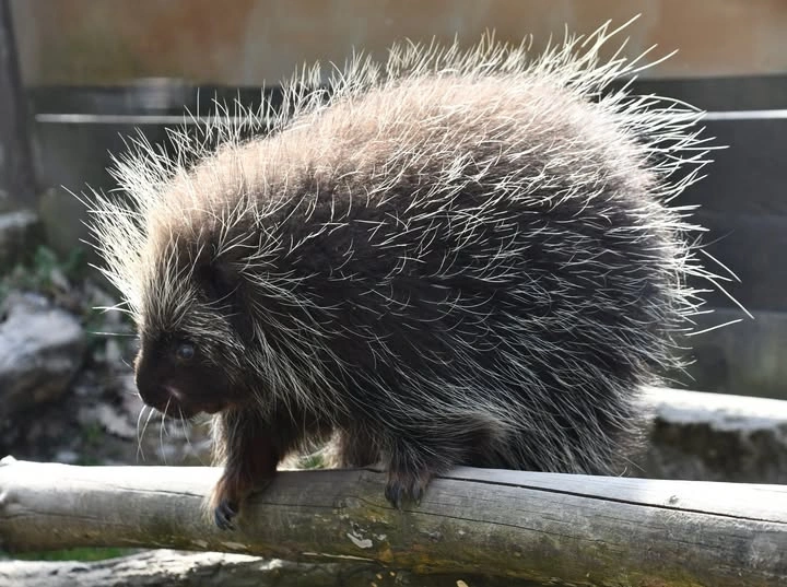 Észak-amerikai kúszósül március hónap állata