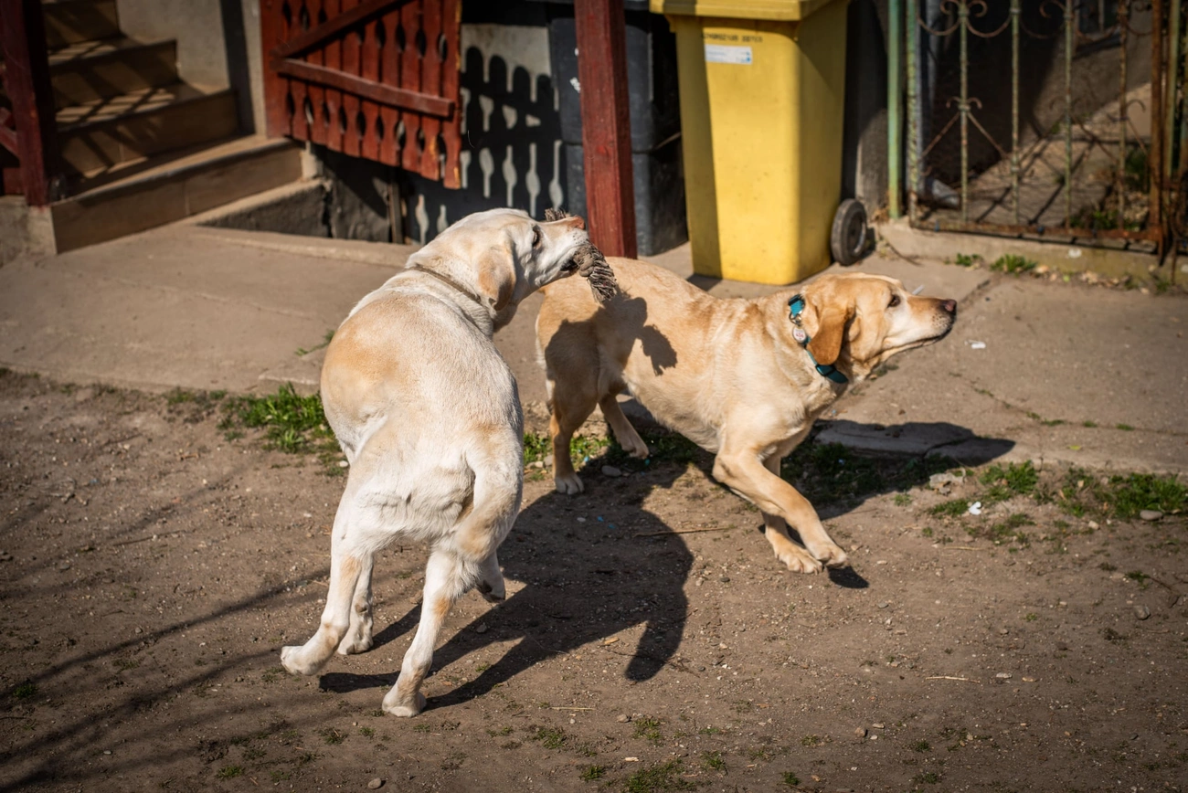 Gyömbér és Tangó vakvezető kutyák. Fotó: Baráthegyi Vakvezető Kutya Iskola