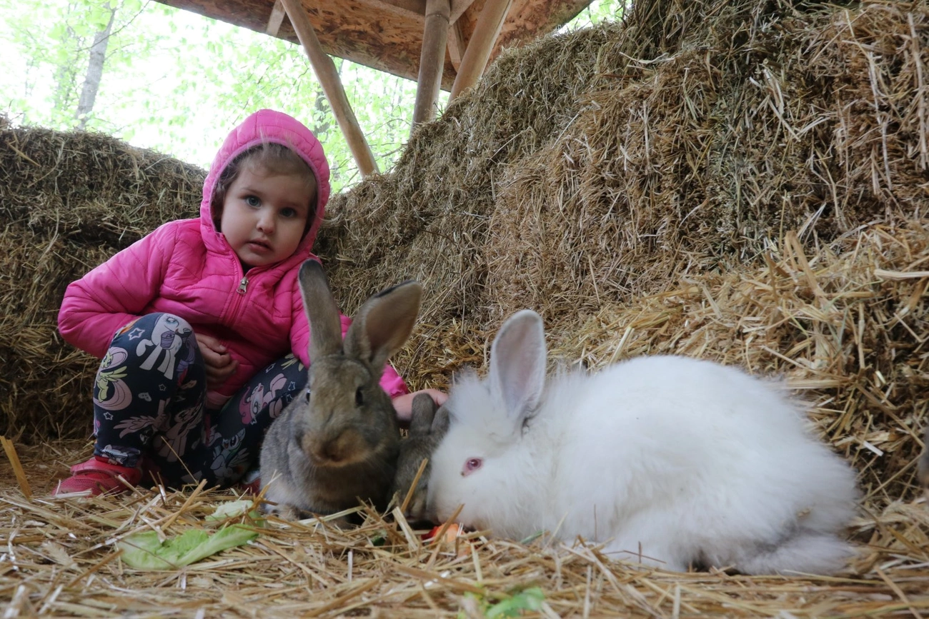 Nyuszisimogató az állatkertben. Fotó: Mocsári László