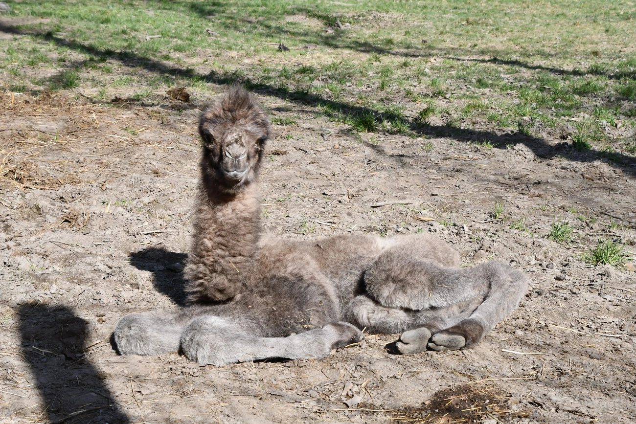 kisteve. Fotó: MiskolcZoo