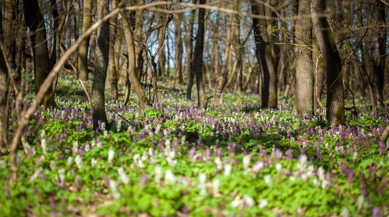 virágszőnyeg a Bükkben. Fotó: BNPI Facebook