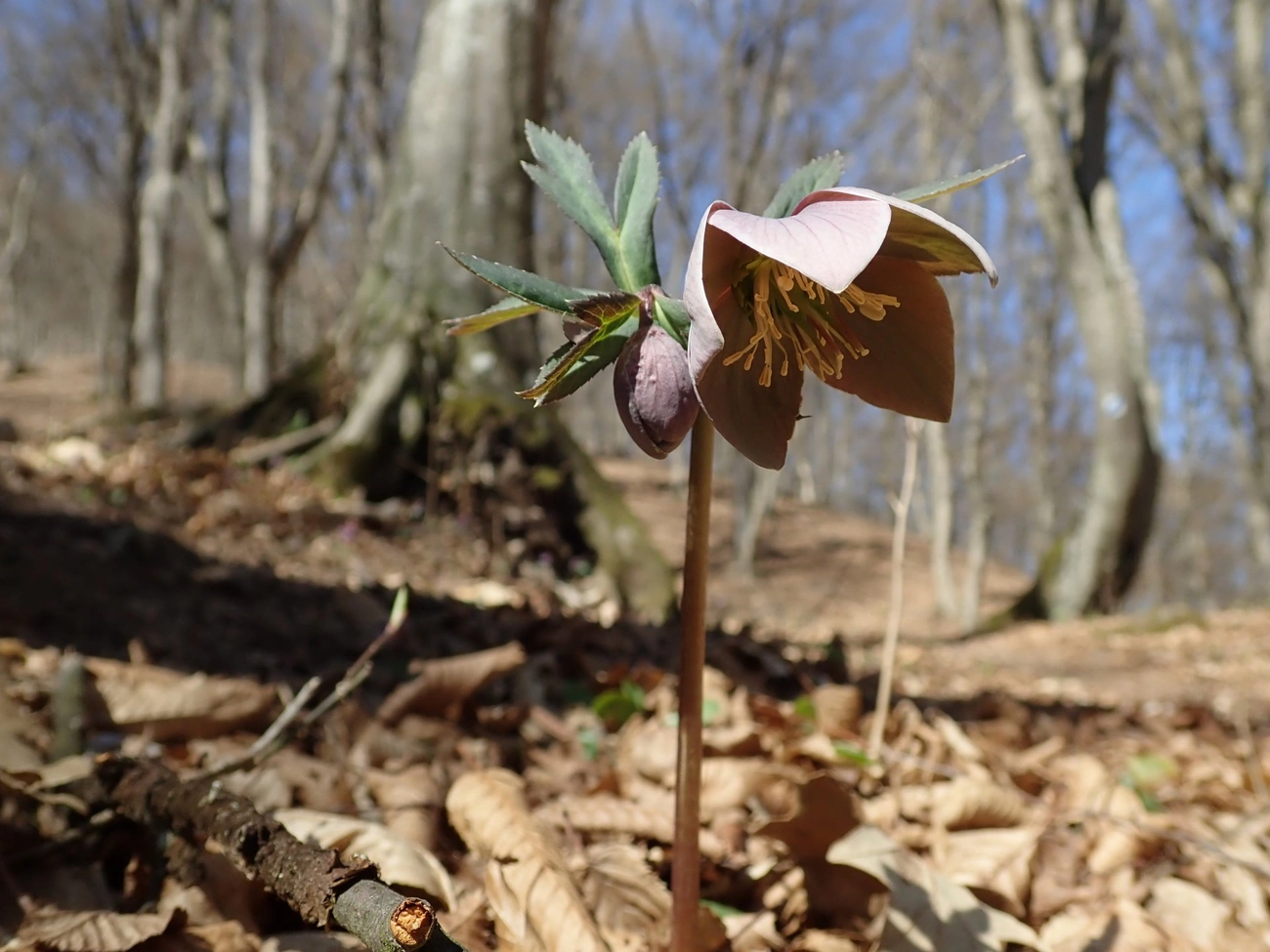 pirosló hunyor Felsőtárkánynál. Fotó: BNPI