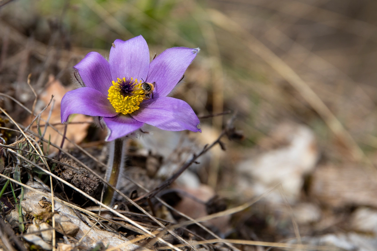 leánykökörcsin méhecskével Cserépfalunál. Fotó: BNPI Facebook