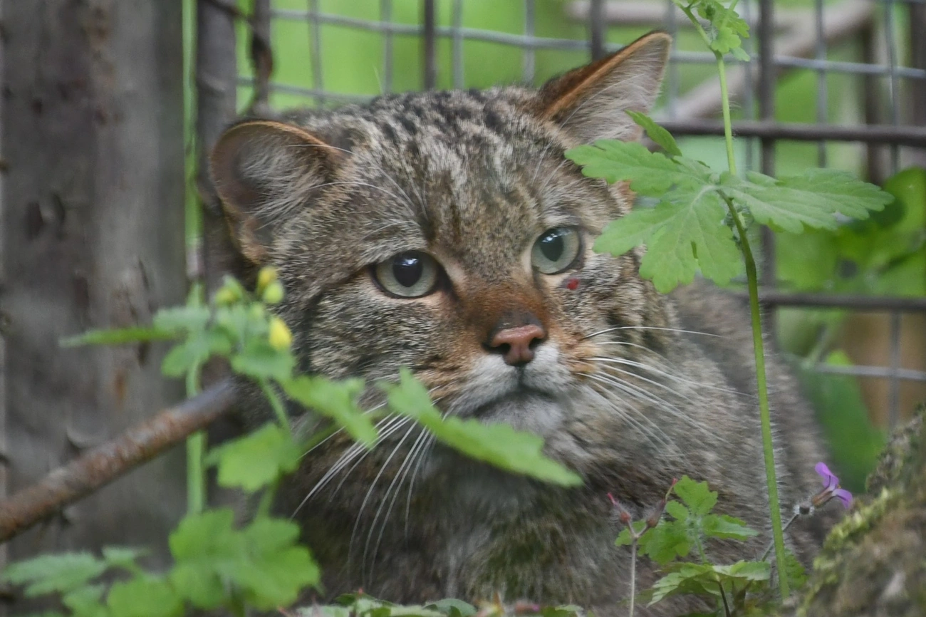  európai vadmacska Miskolc Zoo