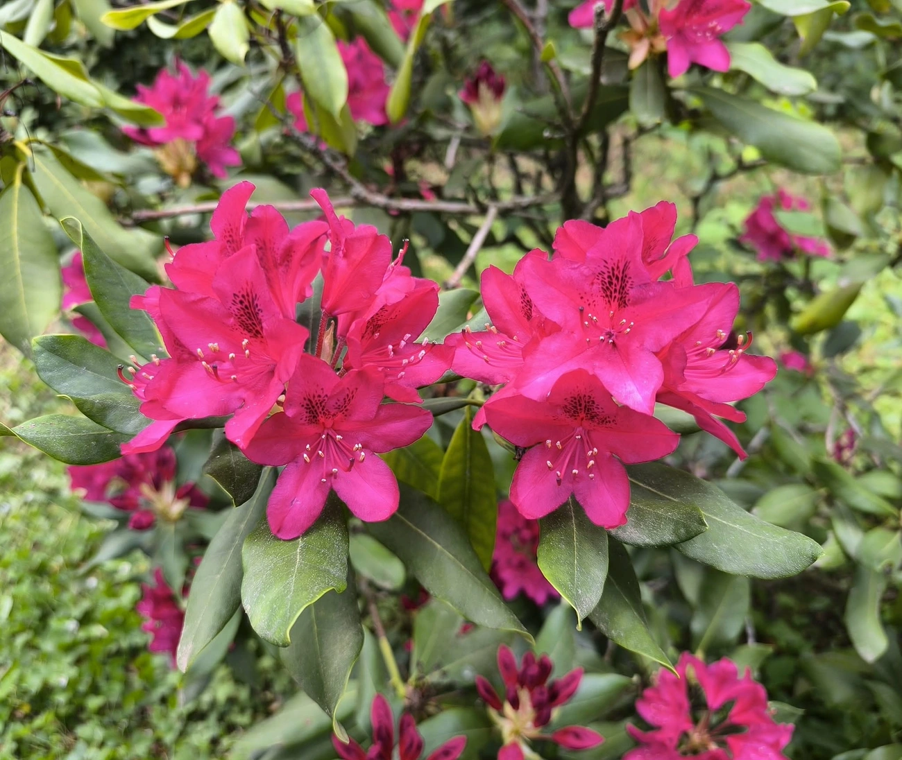 rhododendron Avasi Fenyőkert