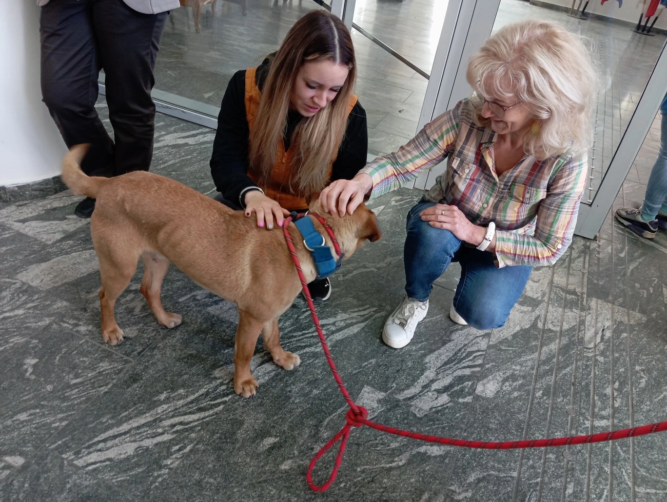 Az Office Dog Visit program első állomása a Miskolci Városháza volt.