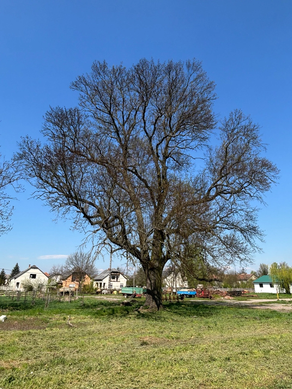  Gróf Serényi Béla kőrisfája