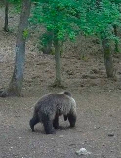 Barnamedve Égerszög közelében (vadkamerás felvétel). Fotó: Aggteleki Nemzeti Park Facebook