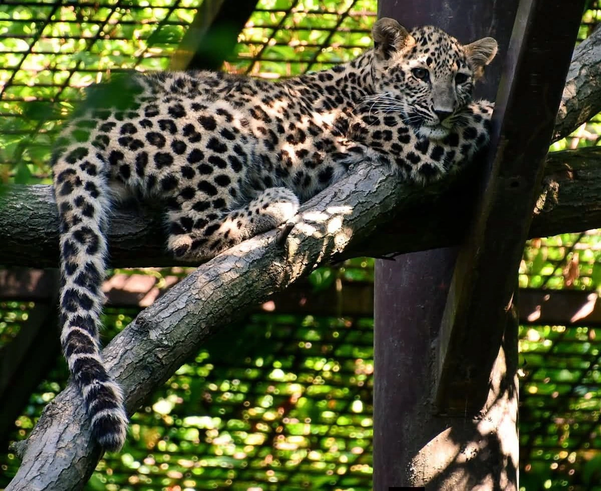 leopard_a_miskolci_allatkertben.jpg