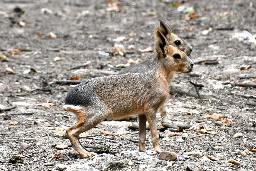 Nagy mara. Fotó: MiskolcZoo