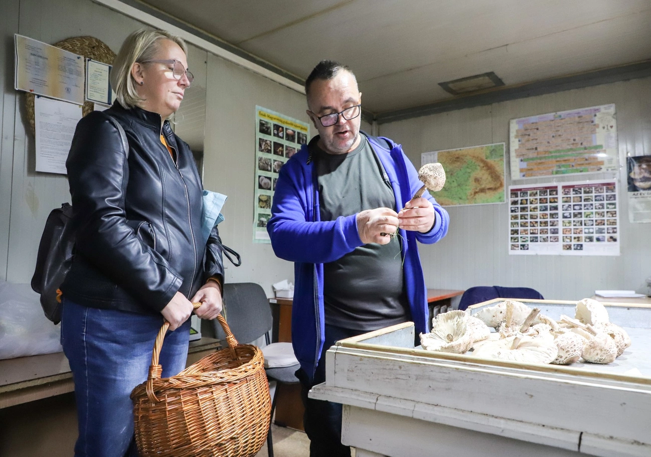 Gombavizsgáló a Búza téren