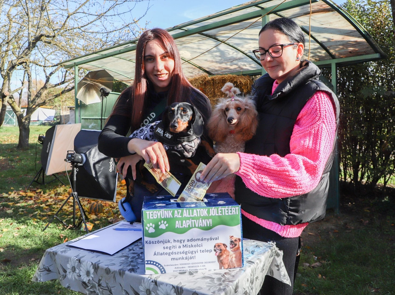 Jótékonysági kutyafotózás a Miskolci Állategészségügyi Telepen