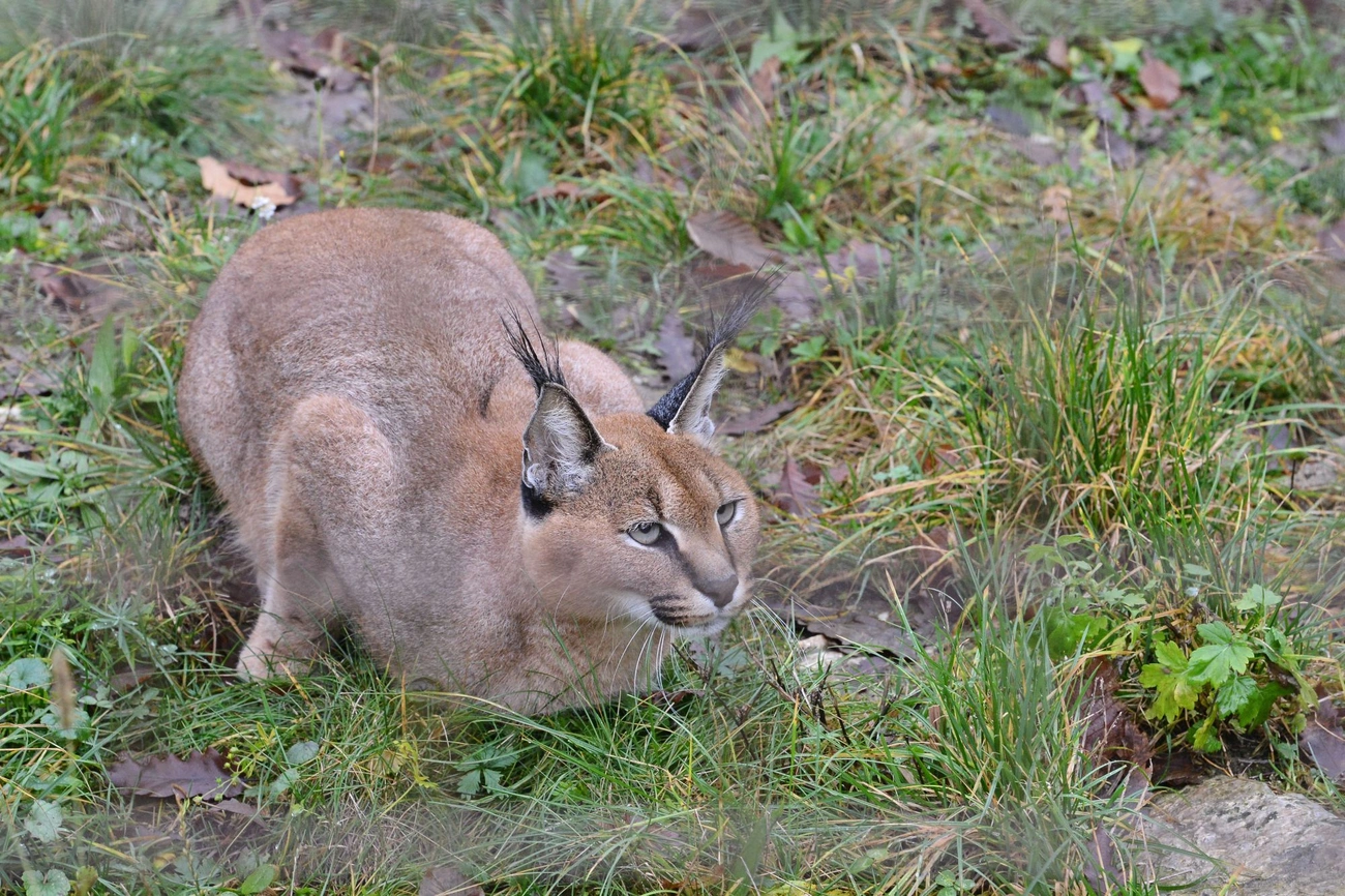 Állatkert - a hónap állata -