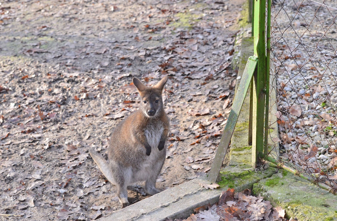 Befogadták a kenguruk a kis árvát