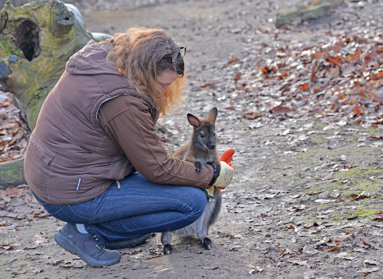 Befogadták a kenguruk a kis árvát