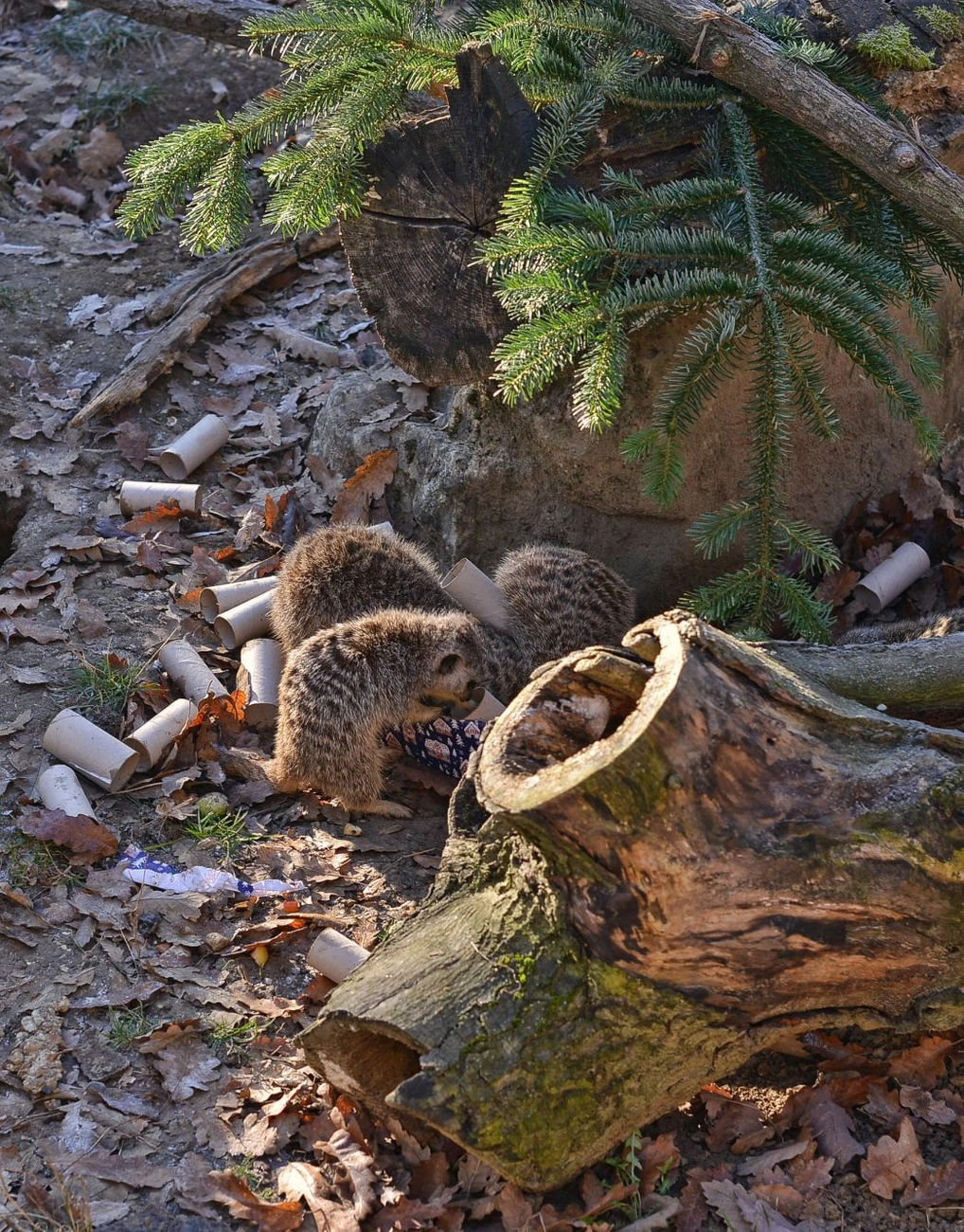 Állatok karácsonya