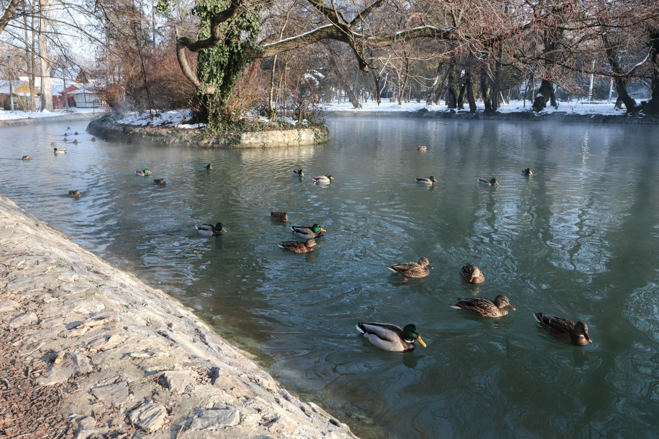 fotó: Mocsári László