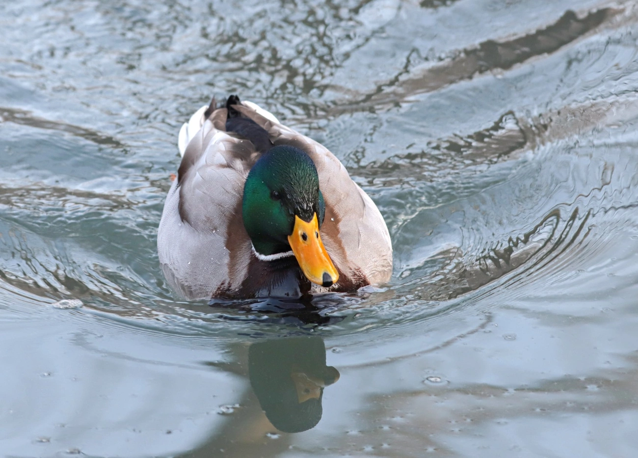 Téli madárvilág Miskolctapolcán