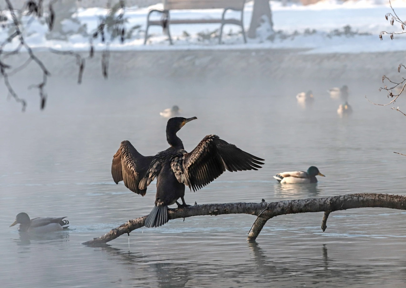 Téli madárvilág Miskolctapolcán
