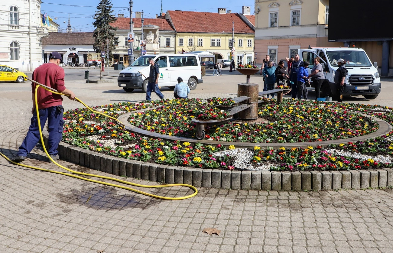 Kivirágzott a miskolci virágóra. Fotó: Mocsári László