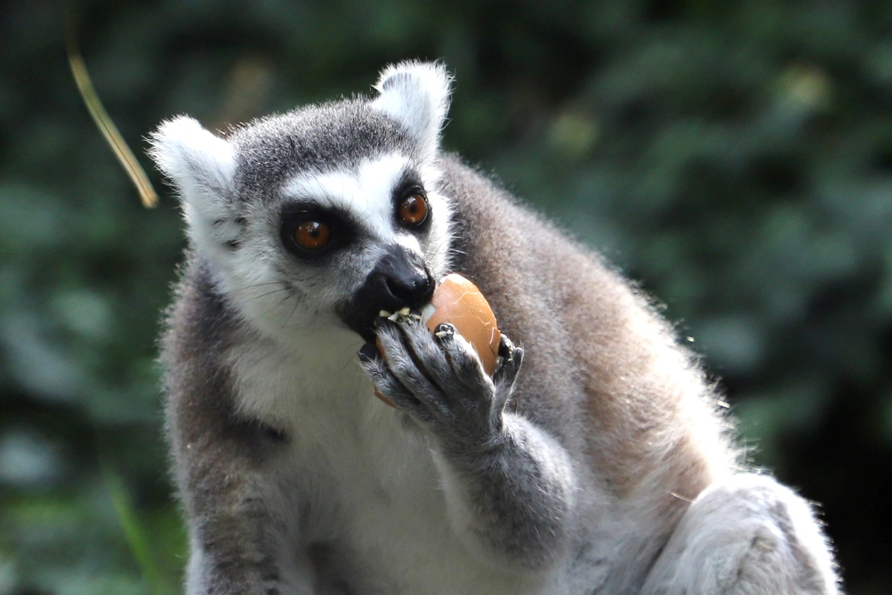 40 éves a Miskolci Állatkert 