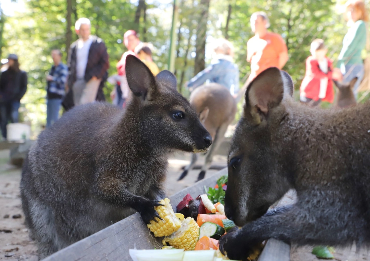 Örökbefogadási nap Miskolci Állatkertben 