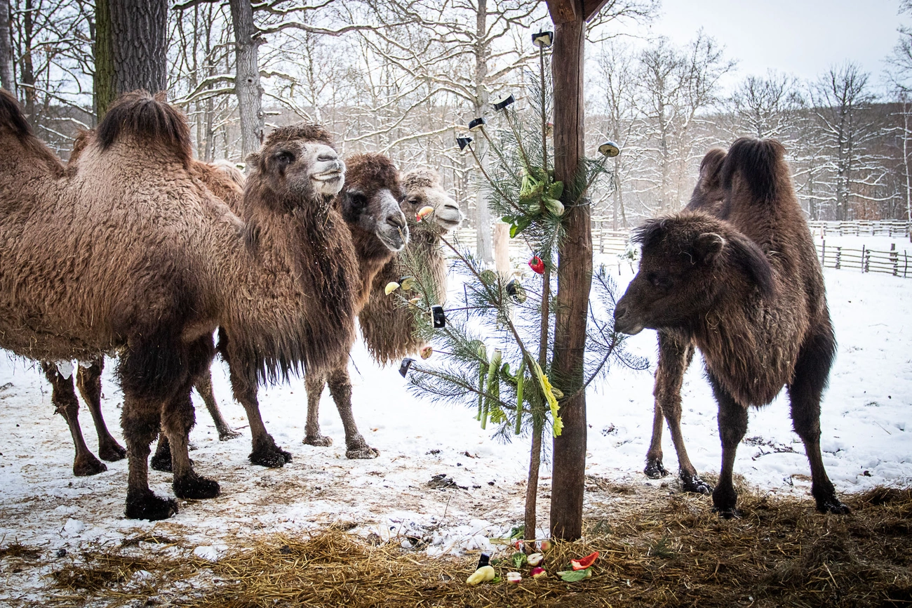 Állatok karácsonya a Miskolci Állatkertben 