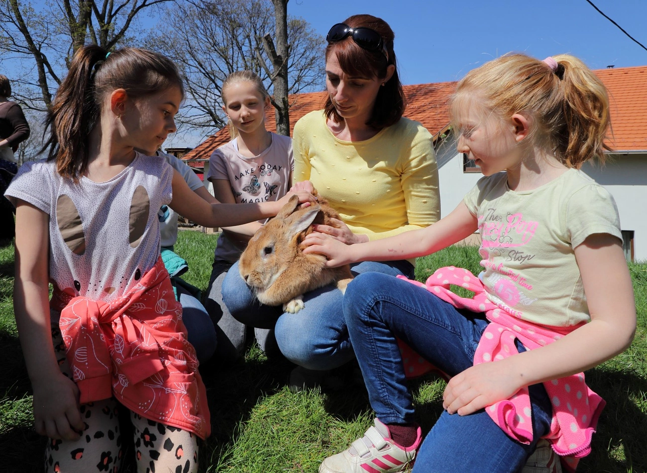 Nyuszisimogató a Baráthegyi Majorságban 