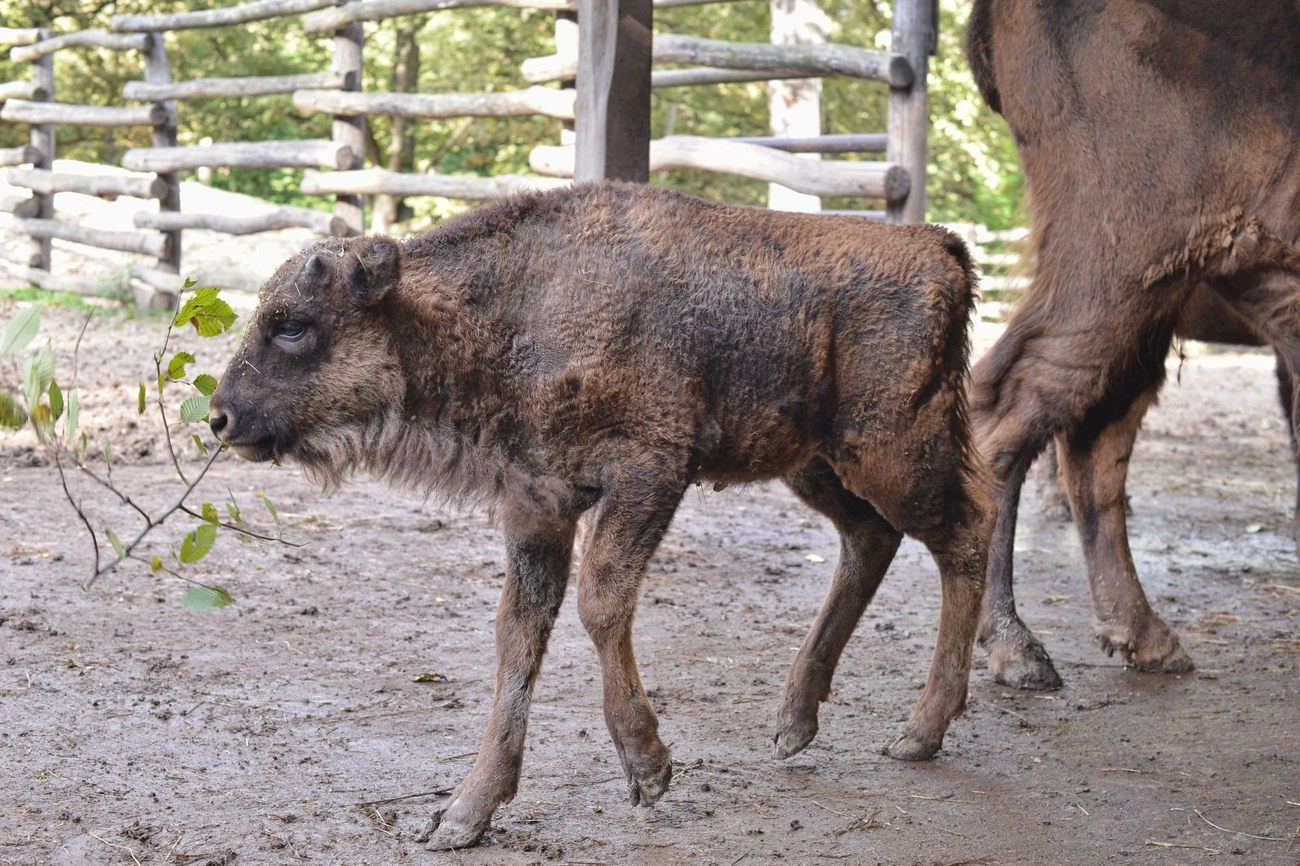 Bölénybébi az állatkertben 