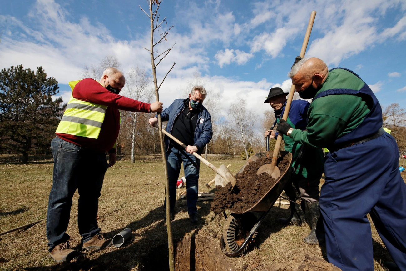 Rotary faültetés a Hejő ligetben 