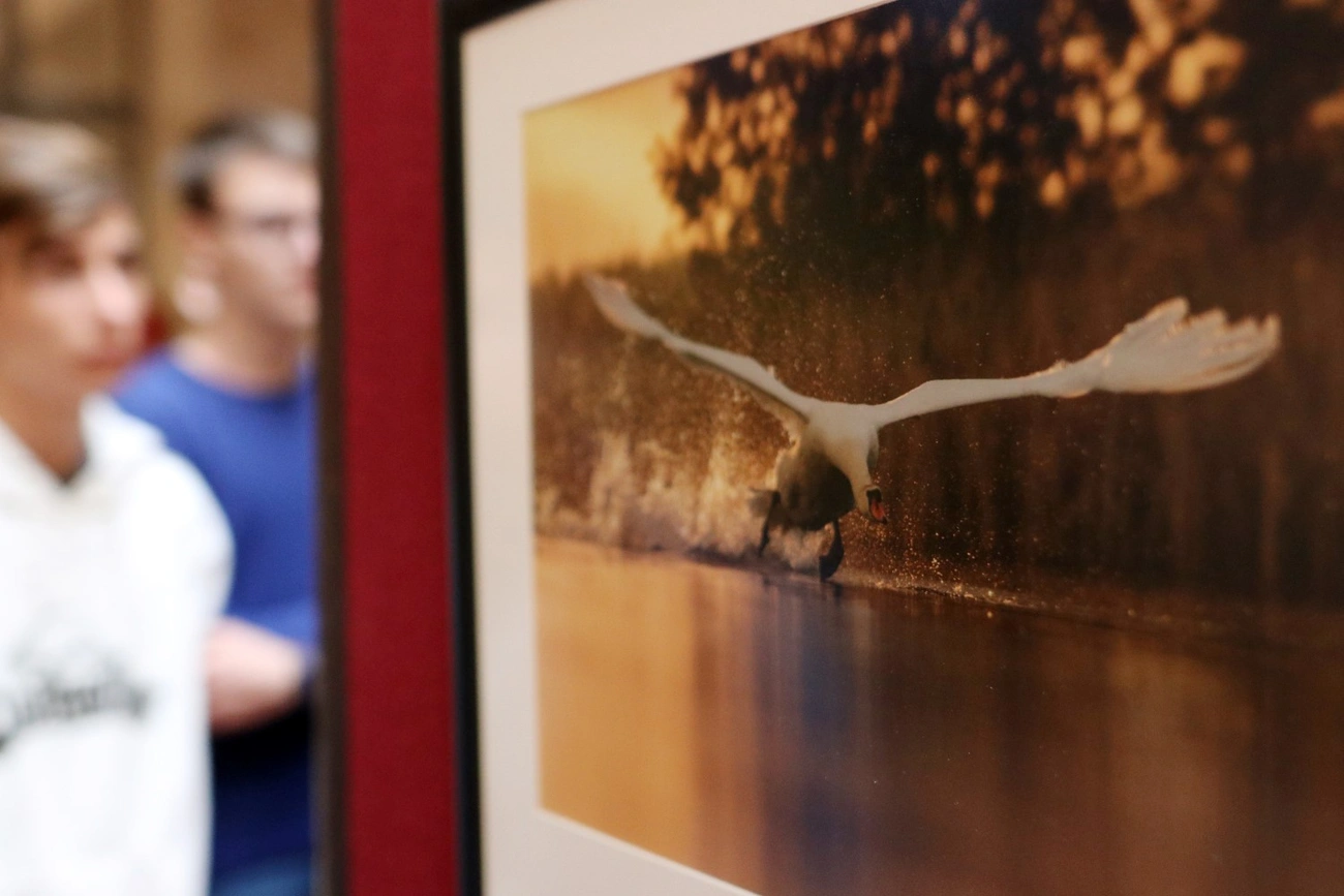 Bóta István vad és természetfotós kiállítása az egyetemen 