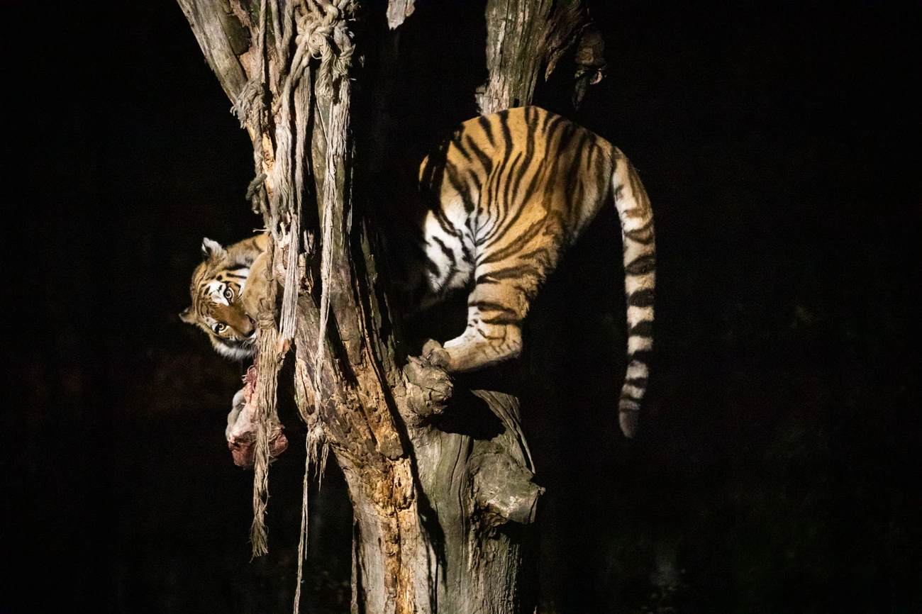 Halloween est a Miskolci Állatkertben  