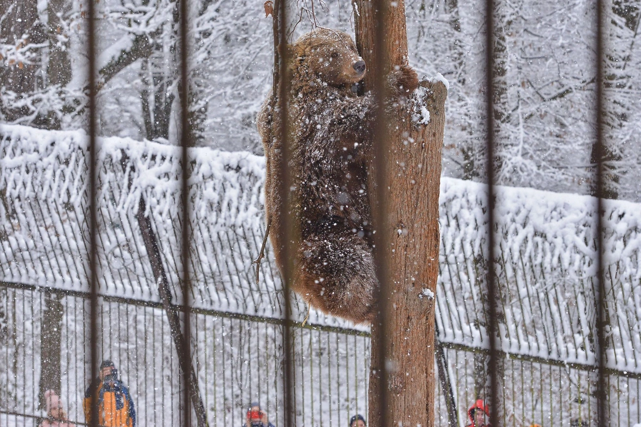 Medveles a Miskolci Állatkertben 