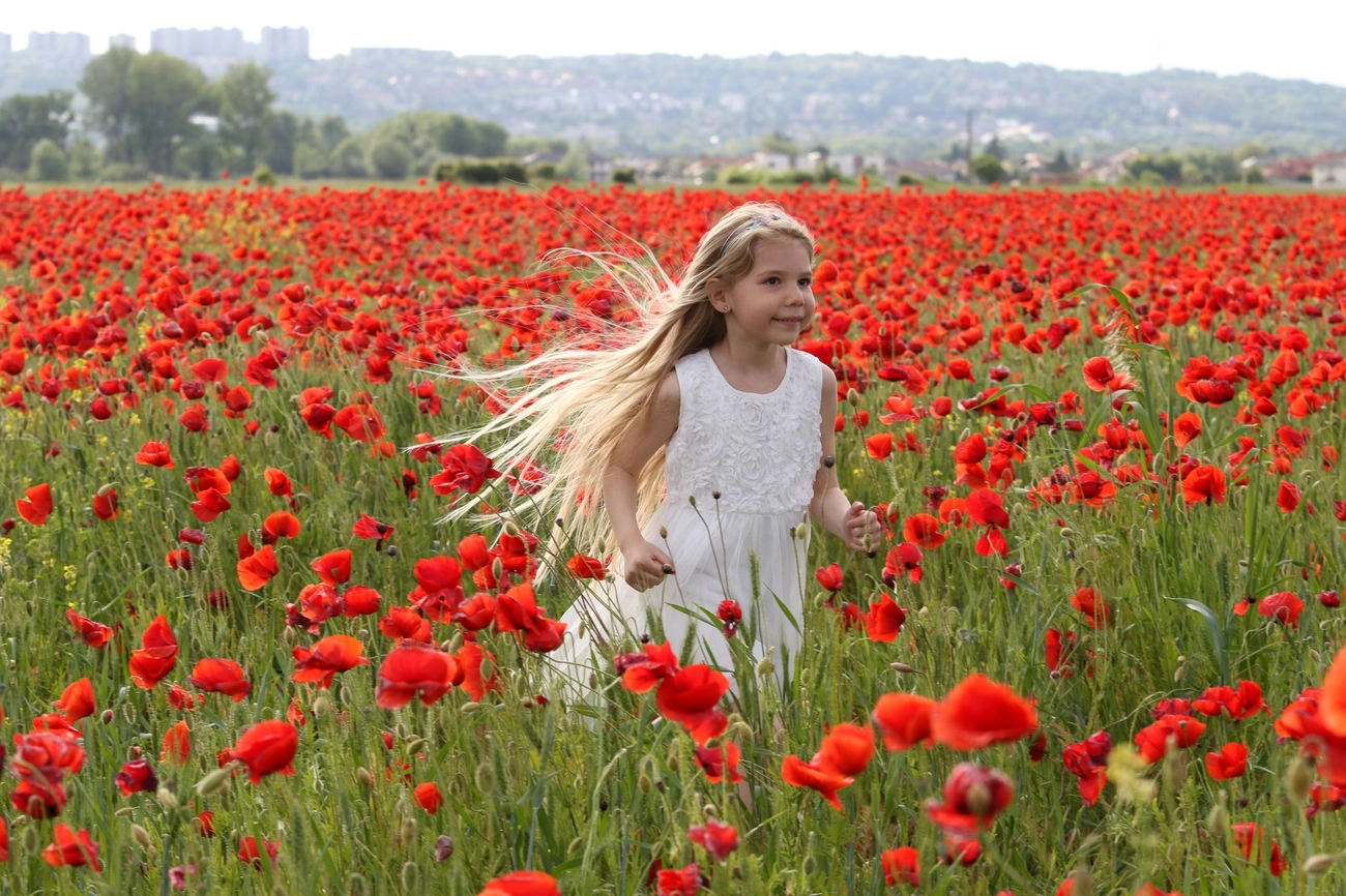 Pipacsmező Miskolcon 