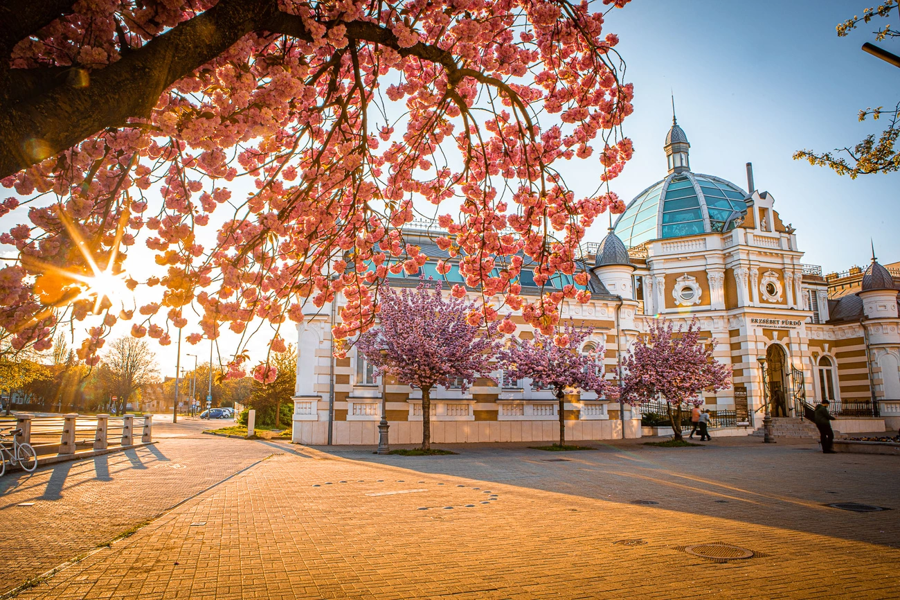 Virágba borult az Erzsébet tér  