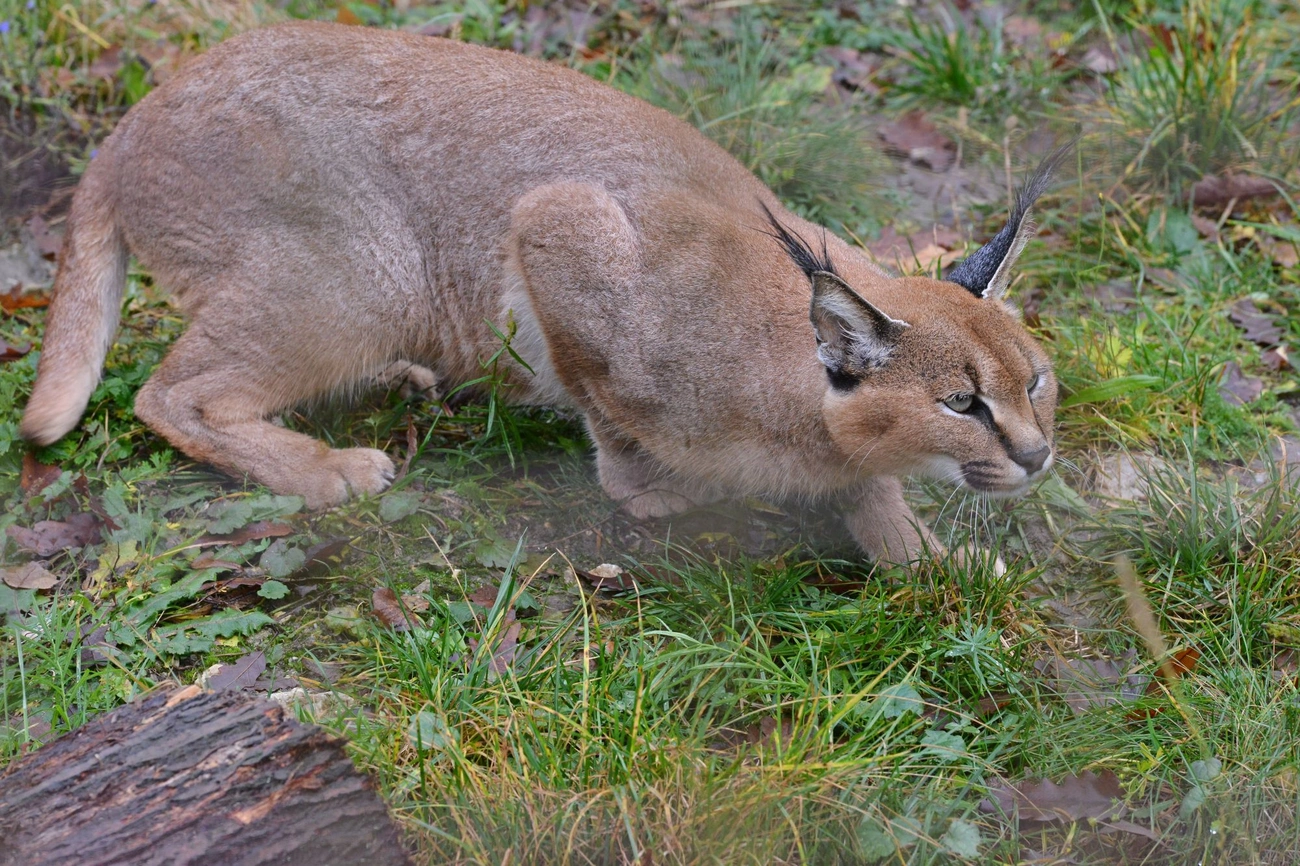 Állatkert - a hónap állata -