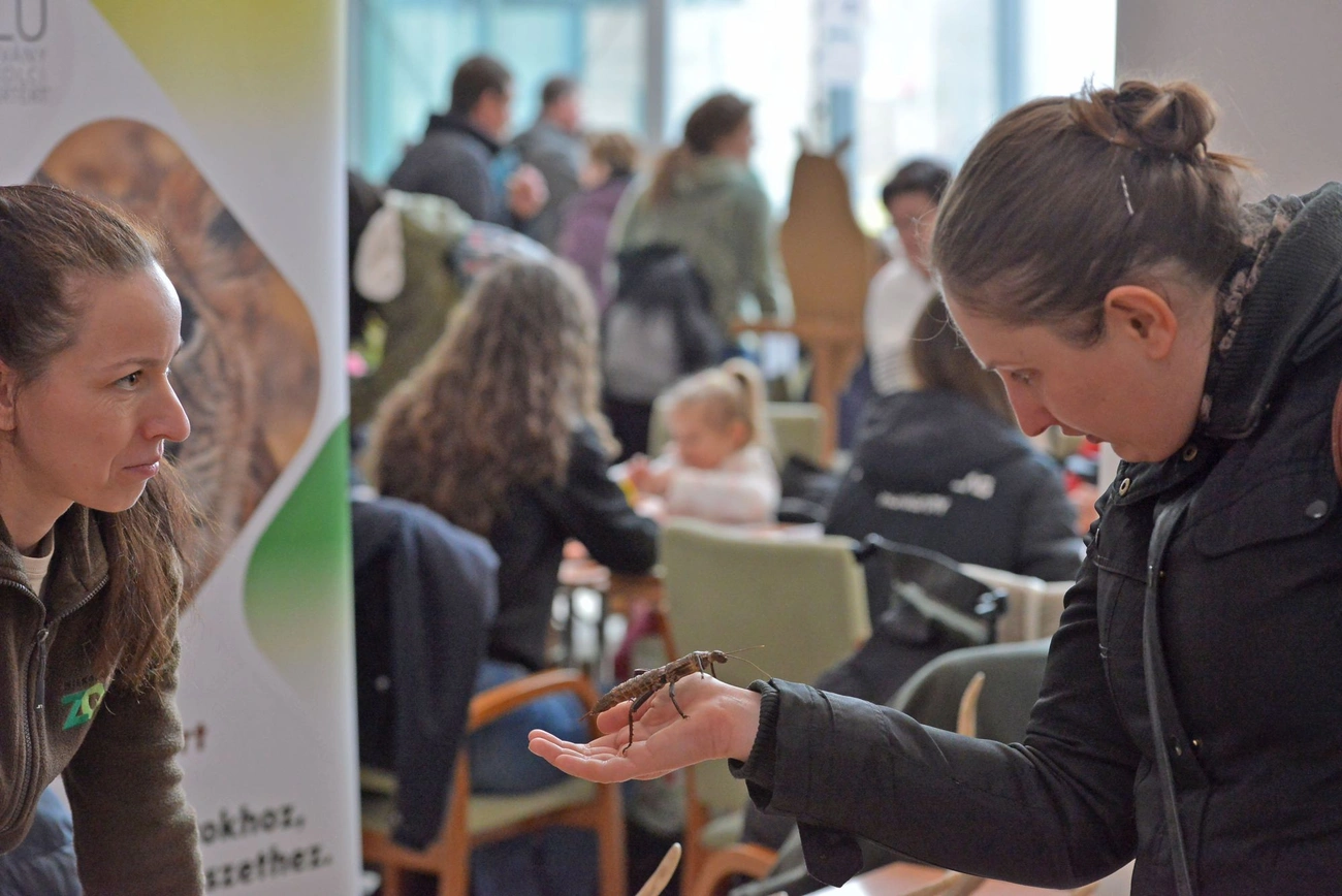 Miskolci Egyetem - Bagoly Nap