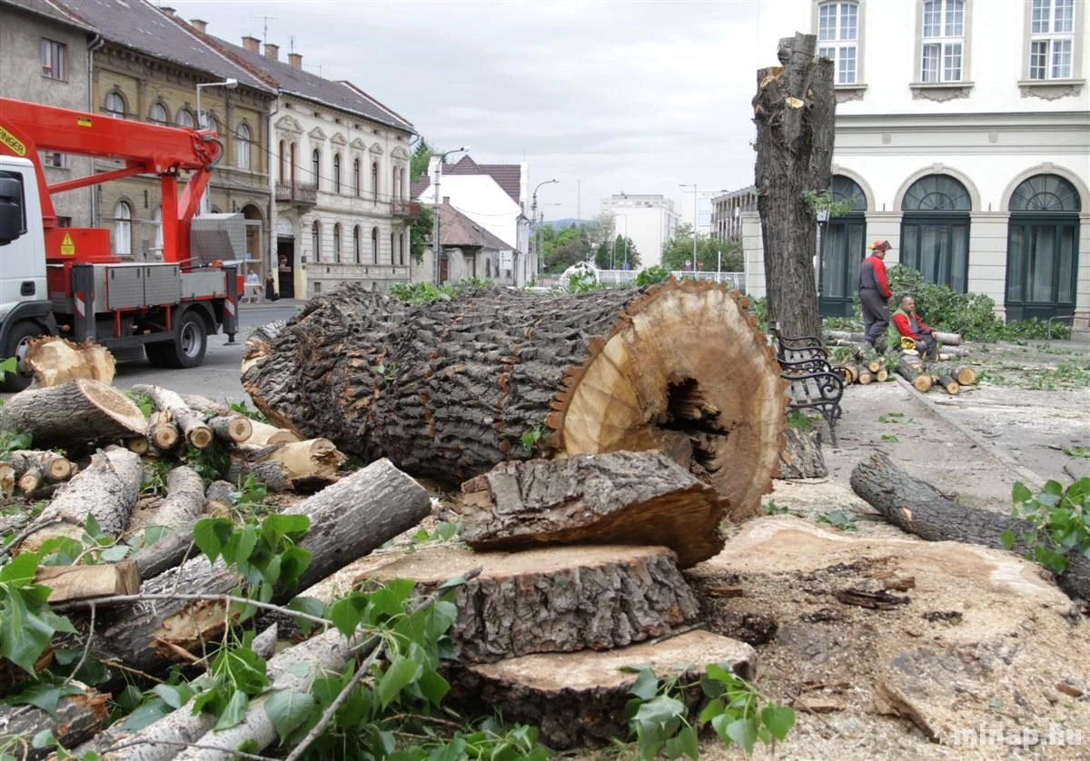 Balesetveszélyes fákat vágtak ki a Zenepalotánál